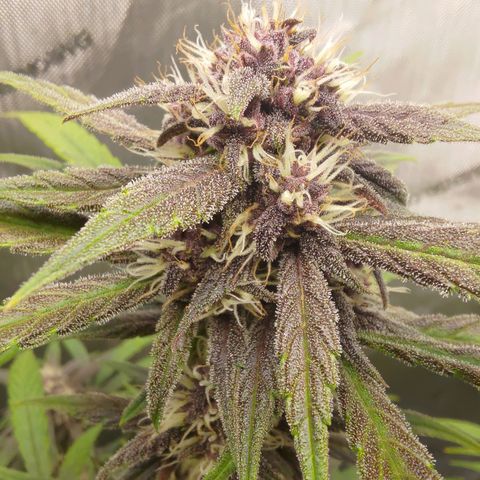 Lemon Cherry Cookies  #2 growlog timeline photo