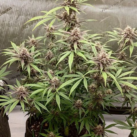 Lemon Cherry Cookies  #2 growlog timeline photo