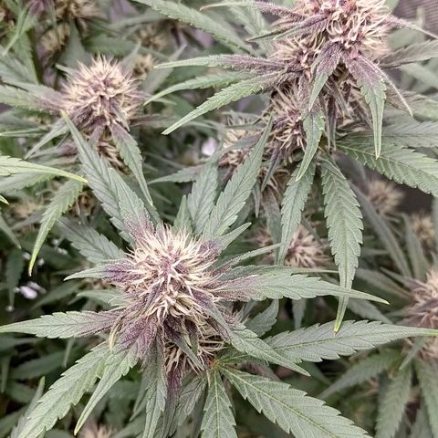 Lemon Cherry Cookies  #3 growlog timeline photo