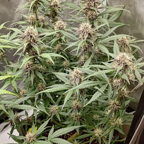 Lemon Cherry Cookies  #3 growlog timeline photo