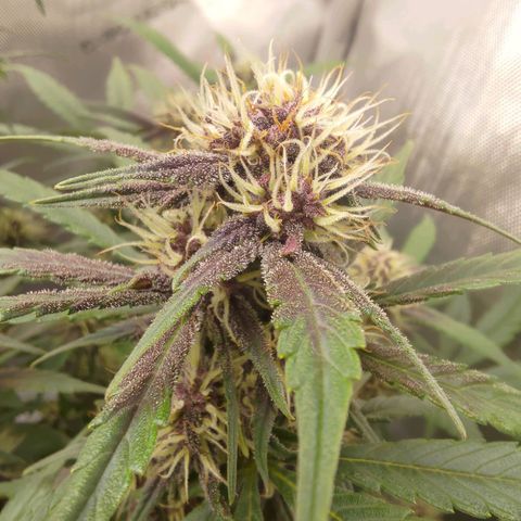 Lemon Cherry Cookies  #3 growlog timeline photo