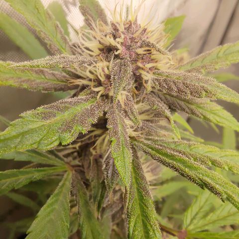 Lemon Cherry Cookies  #1 growlog timeline photo