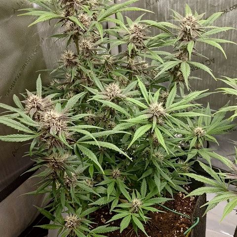 Lemon Cherry Cookies  #1 growlog timeline photo