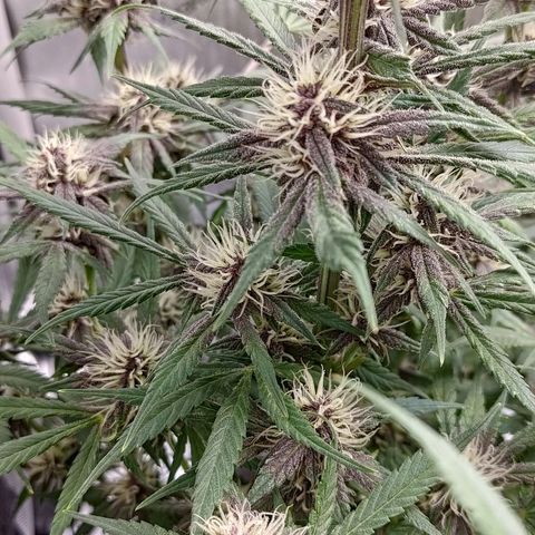 Lemon Cherry Cookies  #1 growlog timeline photo