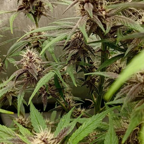 Lemon Cherry Cookies  #2 growlog timeline photo