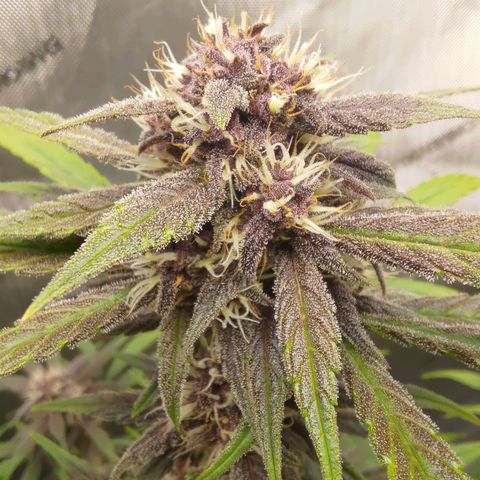 Lemon Cherry Cookies  #2 growlog timeline photo