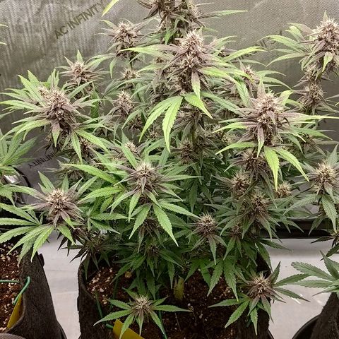 Lemon Cherry Cookies  #2 growlog timeline photo