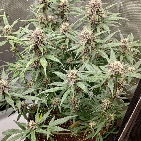 Lemon Cherry Cookies  #3 growlog timeline photo