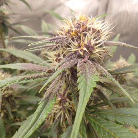 Lemon Cherry Cookies  #3 growlog timeline photo