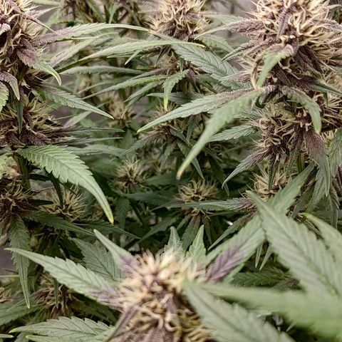 Lemon Cherry Cookies  #3 growlog timeline photo