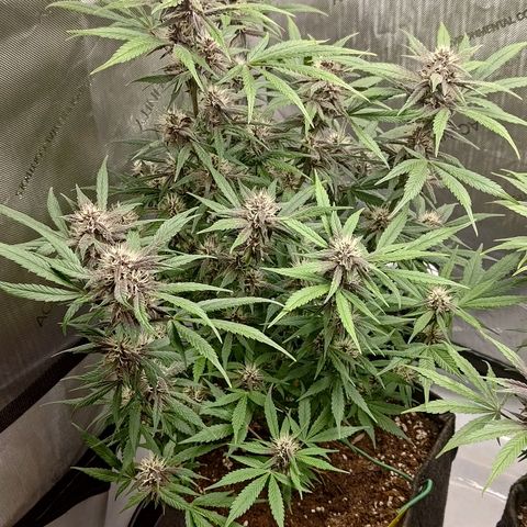 Lemon Cherry Cookies  #1 growlog timeline photo