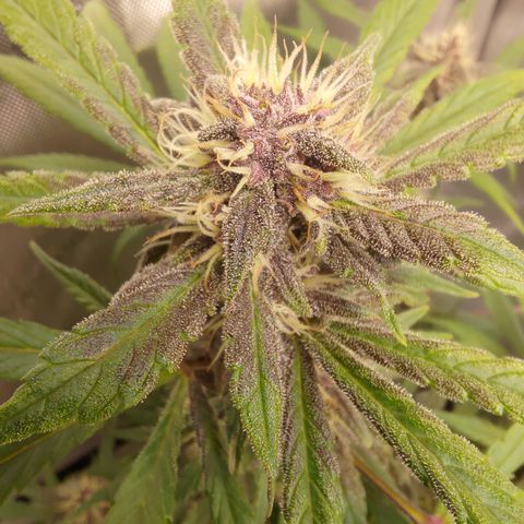 Lemon Cherry Cookies  #1 growlog timeline photo