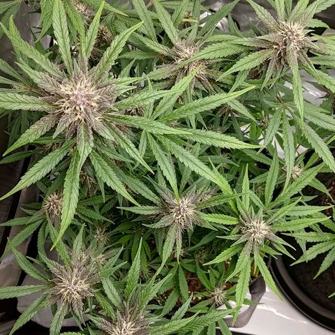 Lemon Cherry Cookies  #1 growlog timeline photo