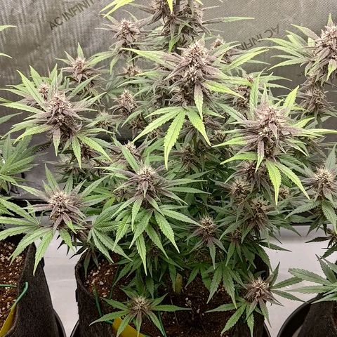 Lemon Cherry Cookies  #2 growlog timeline photo