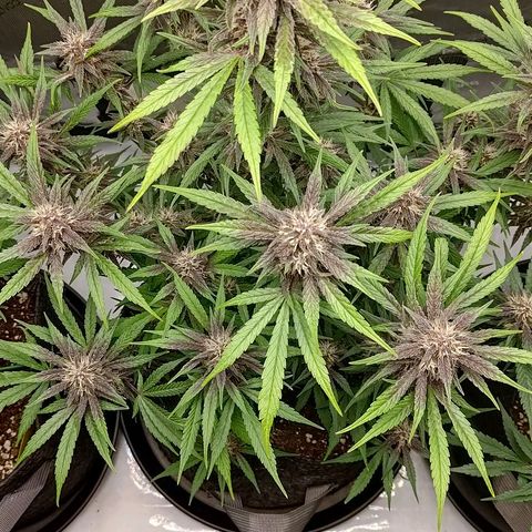 Lemon Cherry Cookies  #2 growlog timeline photo