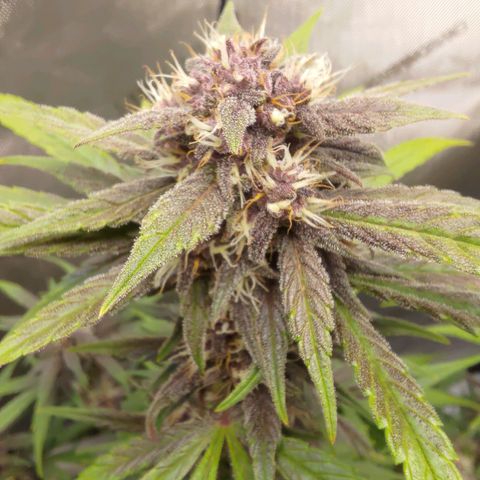 Lemon Cherry Cookies  #2 growlog timeline photo