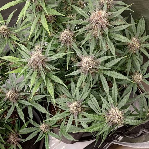 Lemon Cherry Cookies  #3 growlog timeline photo