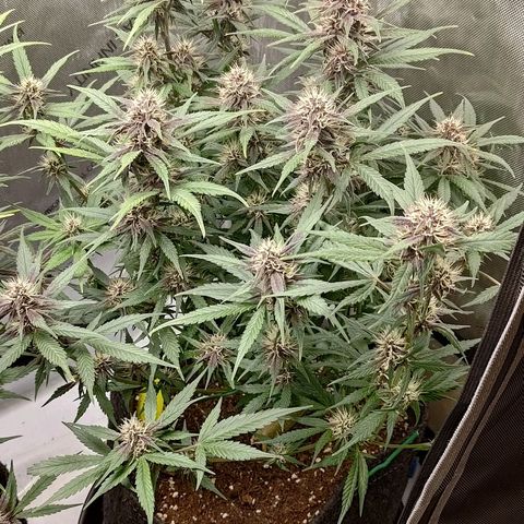 Lemon Cherry Cookies  #3 growlog timeline photo