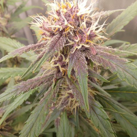 Lemon Cherry Cookies  #3 growlog timeline photo