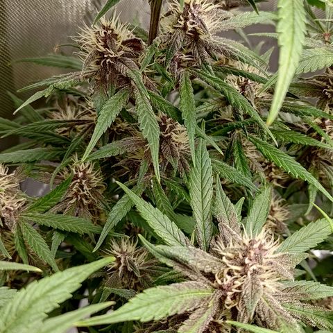 Lemon Cherry Cookies  #1 growlog timeline photo