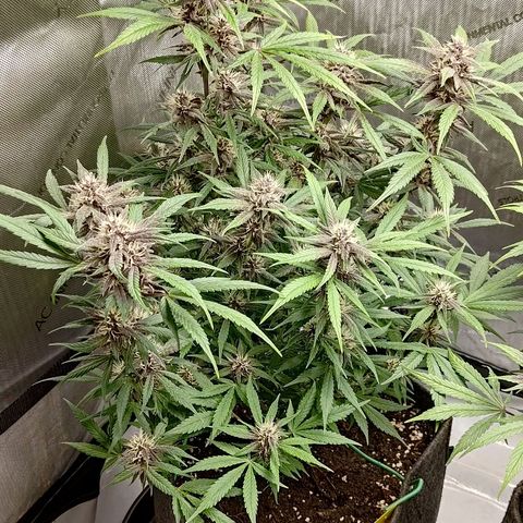 Lemon Cherry Cookies  #1 growlog timeline photo