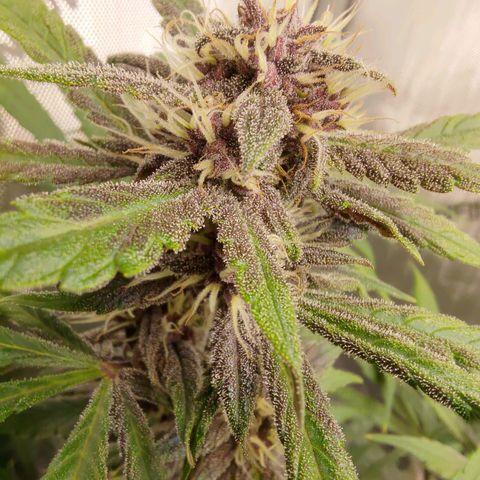 Lemon Cherry Cookies  #1 growlog timeline photo