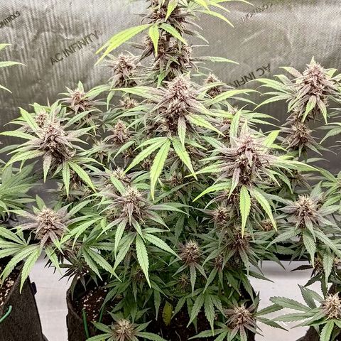 Lemon Cherry Cookies  #2 growlog timeline photo