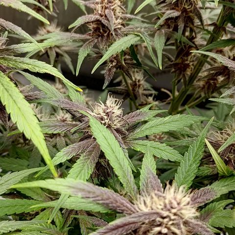 Lemon Cherry Cookies  #2 growlog timeline photo