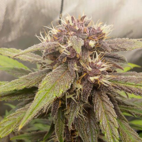 Lemon Cherry Cookies  #2 growlog timeline photo