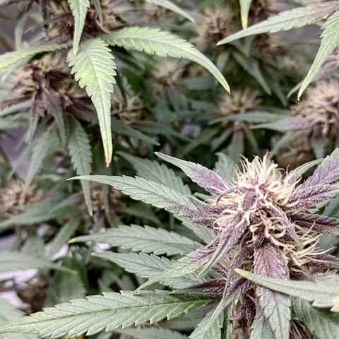 Lemon Cherry Cookies  #3 growlog timeline photo