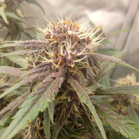 Lemon Cherry Cookies  #3 growlog timeline photo