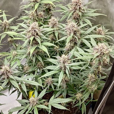Lemon Cherry Cookies  #3 growlog timeline photo