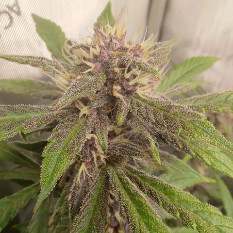 Lemon Cherry Cookies  #1 growlog timeline photo