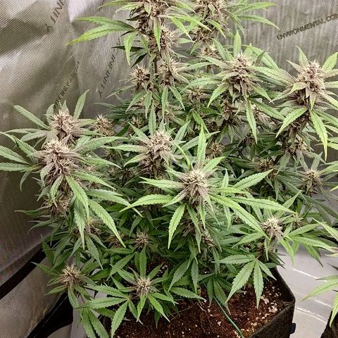 Lemon Cherry Cookies  #1 growlog timeline photo