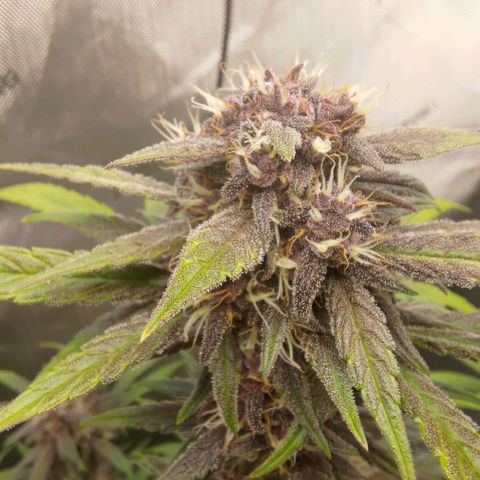 Lemon Cherry Cookies  #2 growlog timeline photo