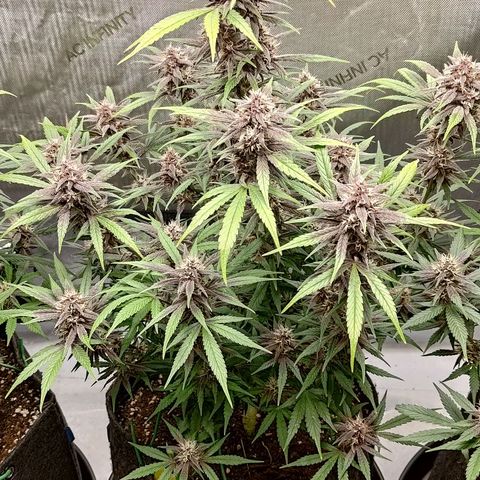 Lemon Cherry Cookies  #2 growlog timeline photo