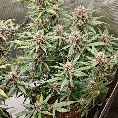 Lemon Cherry Cookies  #3 growlog timeline photo