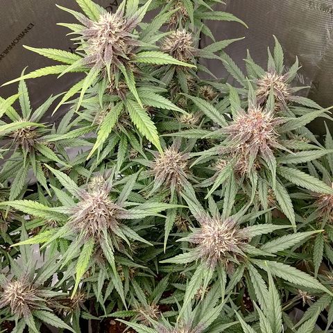 Lemon Cherry Cookies  #3 growlog timeline photo