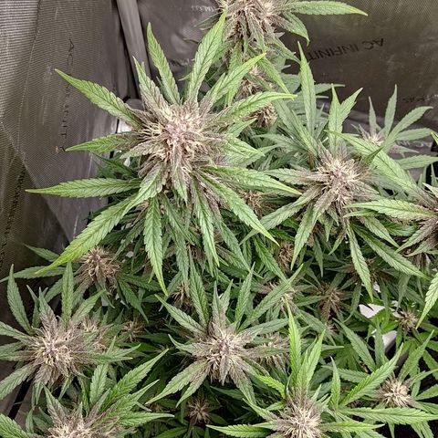 Lemon Cherry Cookies  #1 growlog timeline photo
