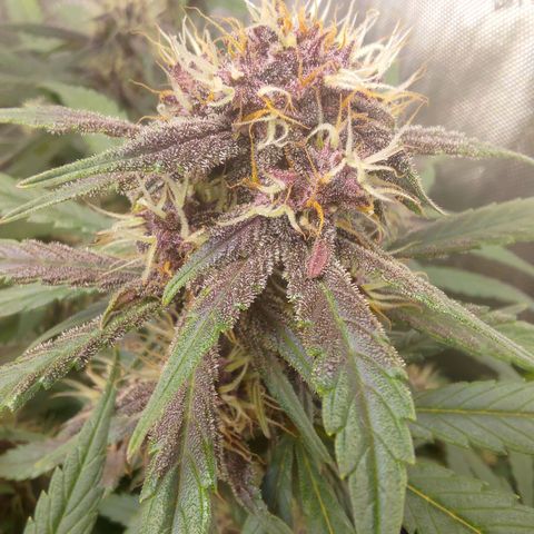 Lemon Cherry Cookies  #3 growlog timeline photo