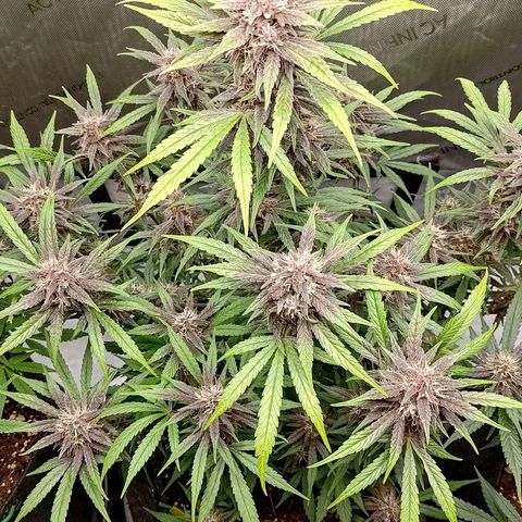 Lemon Cherry Cookies  #2 growlog timeline photo
