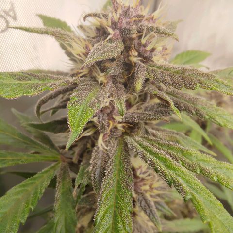 Lemon Cherry Cookies  #1 growlog timeline photo