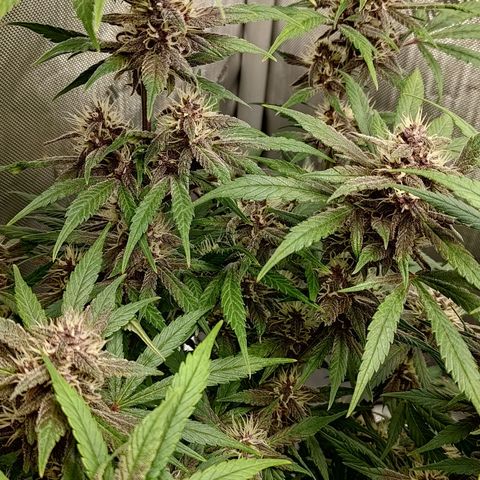 Lemon Cherry Cookies  #1 growlog timeline photo