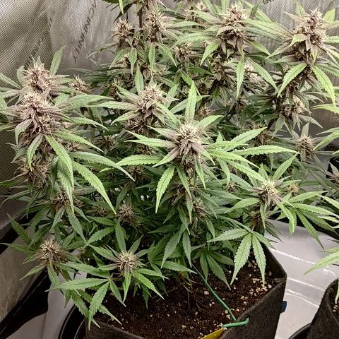 Lemon Cherry Cookies  #1 growlog timeline photo