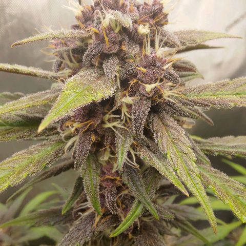 Lemon Cherry Cookies  #2 growlog timeline photo