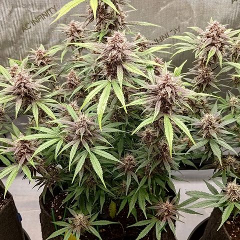 Lemon Cherry Cookies  #2 growlog timeline photo