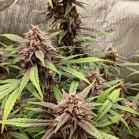 Lemon Cherry Cookies  #2 growlog timeline photo