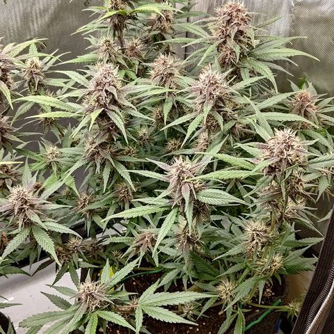 Lemon Cherry Cookies  #3 growlog timeline photo