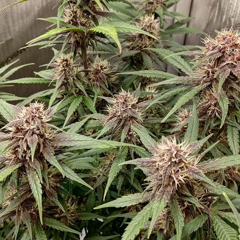 Lemon Cherry Cookies  #3 growlog timeline photo