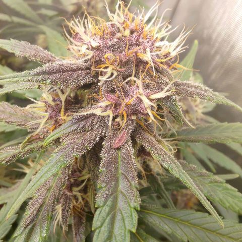Lemon Cherry Cookies  #3 growlog timeline photo